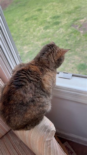 Little Sweetie loves Open Windows Cat TV #shorts #beautifulcat #cute #cutecat #catvideos