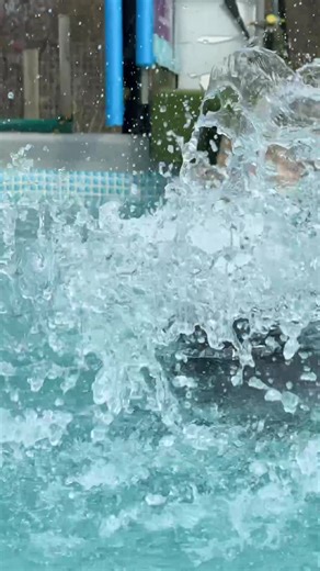 10K views · 820 reactions | Chocolate Labrador Cocos slow mo dives! | Canine Dip and Dive Maldon | Facebook