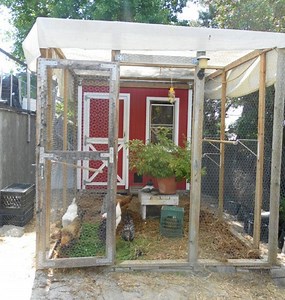 Ideas for New Chicken Zoning Regulations