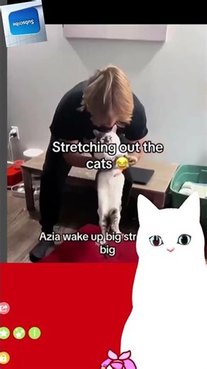 Cats Enjoy Stretching #cat #petsrule