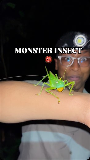 Caveman Wildlife on Instagram: "Old but gold! Can’t wait to see this species again! 👹🦗👹🦗👹🦗👹🦗👹🦗👹🦗👹🦗👹🦗👹🦗 #wildlife #insect #bugs #nature #reels"