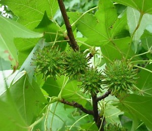 Community Testimonials 101: The Sweetgum Tree | The Weeds and Seeds Guy