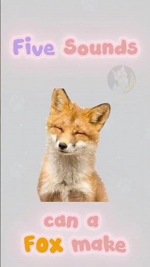 5 Fox Sounds & Their Meanings 🦊 (+1 Bonus)