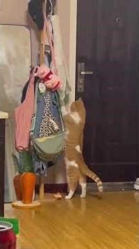 Cats in the Most Awkward Positions Just Chilling Like It's Normal 😂🐱🛋️🤸‍♂️