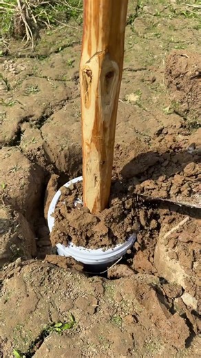 Plastic Bucket to Cement Base: Easy Tutorial to Fix Bamboo