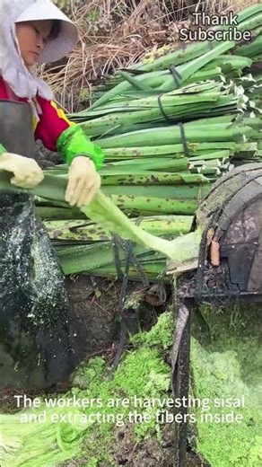 Workers harvest sisal and extract its fiber