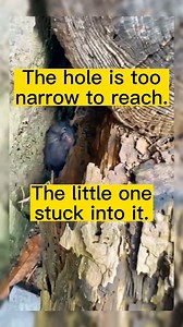 298K views · 6.5K reactions | Rescue a kitty.❤️‍⬛ | Pets Life | Facebook