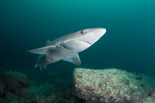Discover 5 Sharks Found Lurking in the Black Sea