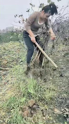 How to Quickly Pull Cotton Stalks