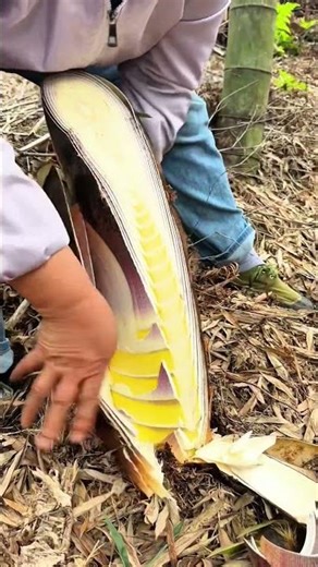 Traditional Bamboo Shoot Harvesting and Peeling in the Lush Forest #denseforest