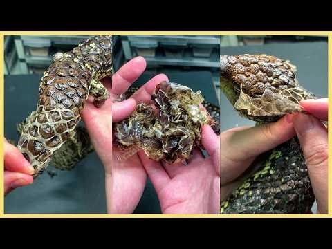 Help Real Lizard Shedding Experience 2 | Slow, Close-Up & Relaxing