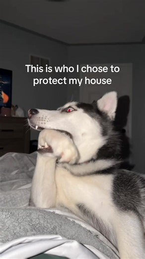 POV: your security system runs on 2 brain cells #husky #fyp #foryoupage #siberianhusky #foryou