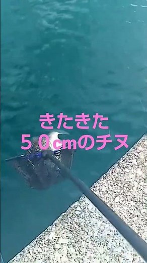 14-【チヌ、黒鯛】堤防からフカセ釣り(全遊動沈め釣り)で50cmの寒チヌ(黒鯛)釣り上げる...#shorts