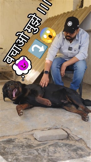 Rottweiler Danger!!! 😰 #shorts #youtubeshorts