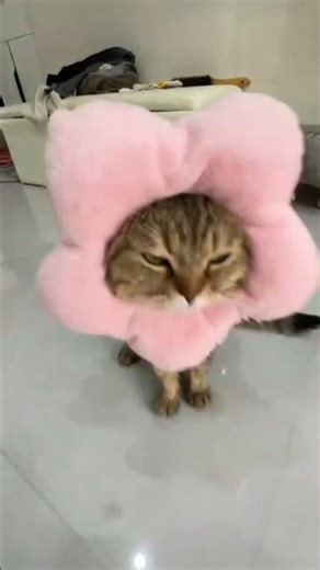 Up Close with a Fluffy Tabby: A Glimpse into Feline Beauty