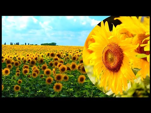 WOW! Sunflower Farming And Harvesting | Next Level Sunflower Oil Production Processing
