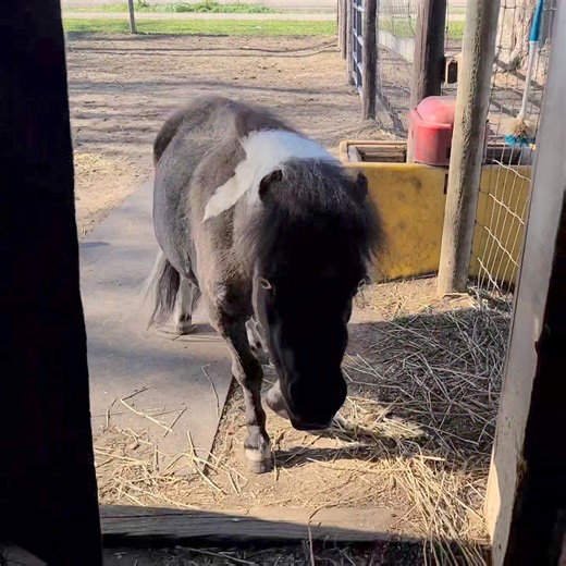 10K views · 479 reactions | Good Morning!!! I thought I would share my feeding schedule in the morning with everyone here! The cats and pigs get fed and then I go outside to take care of the other animals. 殺 Some of you wanted to see all the other animals so this post is for you. | Polly the Performing Princess Pig | Facebook