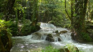 Download Beautiful cascade with water stream flowing over the rocks through green woodland under morning sunlight. for free