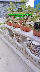 93K views · 271 reactions | Cara Buat Meja Bonsai Estetik #bonsaiunik #belajarbonsai #bonsaivietnam #bonsaithailand #bonsaitaiwan #bonsaijapan @semua orang | Sni bonsai | Facebook