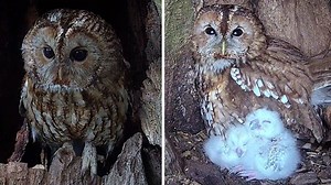 The tawny owl chicks are fledging already 🦉🦉 I hope you enjoy this look back at them grow from tiny hatchlings to the adorable balls of fluff they are now. | Robert E Fuller