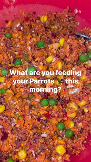 What are you feeding your Parrots 🦜 this morning Cheeky Conure & Co 🥬🥕🦜✨ #ParrotChop #HealthyParrot #ParrotNutrition #BirdChop #FreshChop #ParrotDiet #ParrotFoodPrep #ParrotMealTime #AvianNutrition #CheekyConureAndCo #Birdsofinstagram #Parrotsofinstagram #ParrotCare #HealthyBirds #AviaryLife | Cheeky Conure & Co