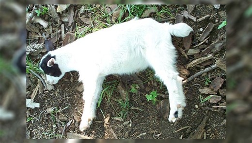 Fight, Flight, Or Fall Over: Meet The Myotonic Goat