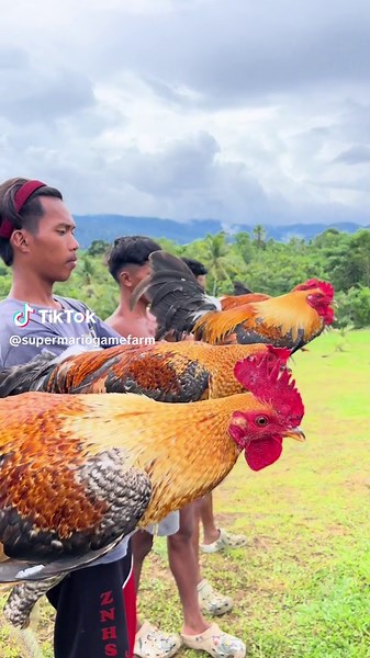 Bulik Local Banded. #supermariogamefarm #sabongerotiktok🐓🐓🐓😘 #fypシ゚viral #breeder #farm #localbanded