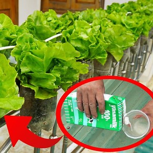199K views · 1.9K reactions | A garden filled with clean vegetables for your family 塞 | Great DIY Idea | Facebook