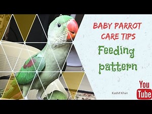 Baby parrot care - hand feed (Alexandrine & Indian ringneck)