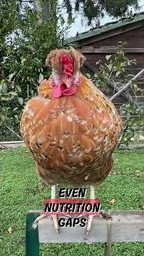 Why Do Chickens Eat Their Own Eggs? 🥚🐔 #shorts #animals #pets #veterinary