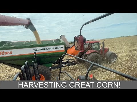 STARTING TO HARVEST CORN IN BRAZIL - 2ND CROP