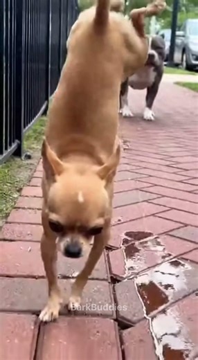 Two Legs Walk Goes Totally Wrong 😂 #dog #funnyanimals #pets #funnydogs #shortsfeed #viralshort
