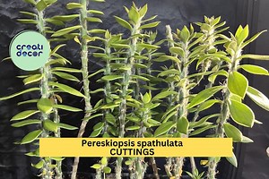 5x Pereskiopsis Spathulata Cuttings | 4" Grafting Cactus Stock | Ideal Rooting Stem for Grafted Leaf Cacti | Fast Growing - Etsy
