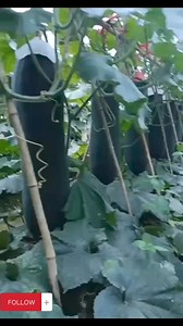 Harvest big patola #fypシ゚viralシ #short #satisfying | Gardening Idea