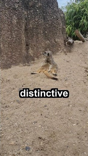 Wombat's Wild Poop Secret! 💩🇦🇺