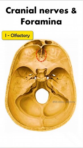 Medical_Mentor Medical Mentor on Instagram: "Cranial nerves & Foramina - The fast guide . . Cribriform plate (CN I) Optic canal (CN II) Superior orbital fissure (CN III, IV, V1, VI) – all the eye movers + 1 trigeminal branch Foramen rotundum (V2 – maxilla is round) Foramen ovale (V3 – jaw opens oval-shaped) Internal acoustic meatus (VII, VIII – hearing & facial expression are linked) Jugular foramen (IX, X, XI – big neck exit) Hypoglossal canal (XII – tongue muscles need their own door) Follow @