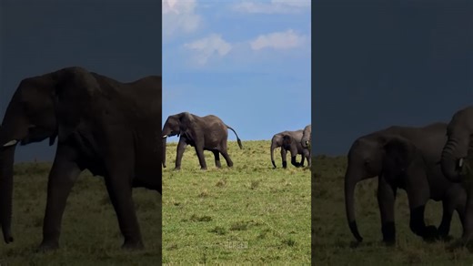 Amazing Elephants on the Move in the Wild