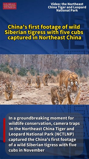 In a groundbreaking moment for wildlife conservation, camera traps in the Northeast China Tiger and Leopard National Park captured the China's first footage of a wild Siberian tigress with five cubs in November. | Global Times