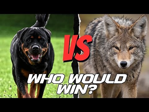 Rottweiler Or Coyote: Who Wins in a Wild Showdown?