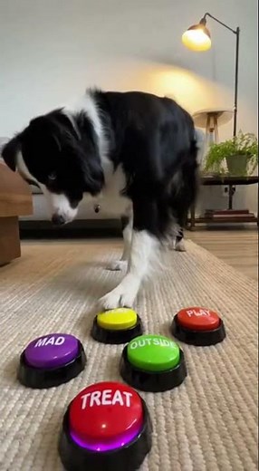 Smart Dog Uses Buttons to Communicate! 🐾 #dogtraining #smartdog #communication