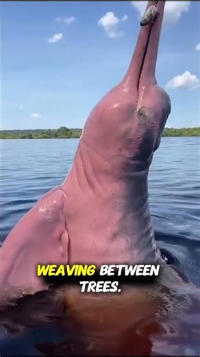 Meet the Real-Life Pink Dolphins of the Amazon!