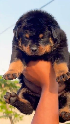 Contact 8810623046 Rottweiler Puppy Available Trained Healthy Rottweiler Puppy Booking Open#reach#fy
