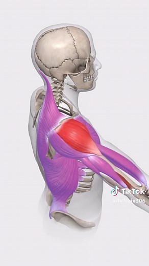 Circumduction of the shoulder is a complex movement that combines flexion, extension, abduction, and adduction in a circular motion. This movement occurs at the glenohumeral joint and requires multiple muscles working together for smooth coordination. During flexion, the anterior deltoid, pectoralis major (clavicular head), coracobrachialis, and long head of the biceps brachii are active. Extension involves the posterior deltoid, latissimus dorsi, teres major, and long head of the triceps brachi