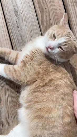 Morning Sun Feels Good !! 🐈🌞❤️ #cats #catshorts #cute #cutecat #catvideos #orangecat #catworld