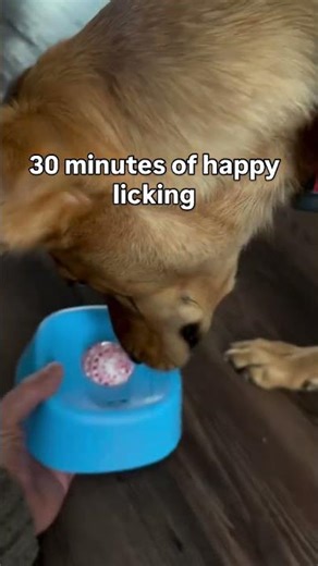 Ifyour dog obsessively licks their paws, this is a great solution & they love it! #petlover #puppy