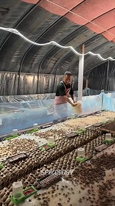 cricket farm #science #sciencefacts #facts #bugs | Epixology