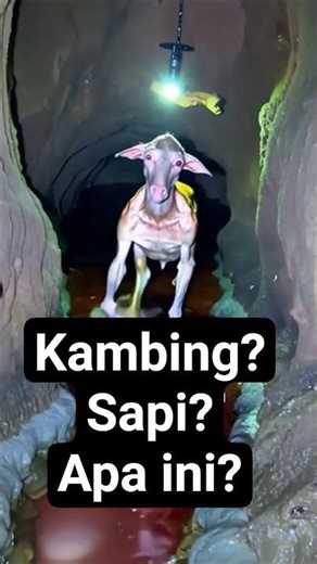 Ghost, devil, demon? #entertainment #fun #shortviral