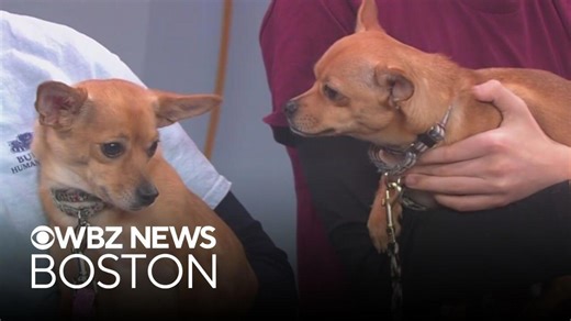 Bonded pair of dogs found dumped in park up for adoption through Massachusetts shelter