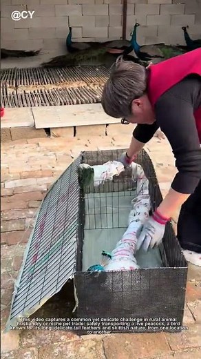 The Art of Packing a Peacock: A Rural Farmer's Gentle Technique 🌾🦚