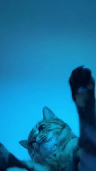 #cat #discocat #disco #dance #love | Cat Videos